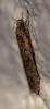 Agonopterix sp.